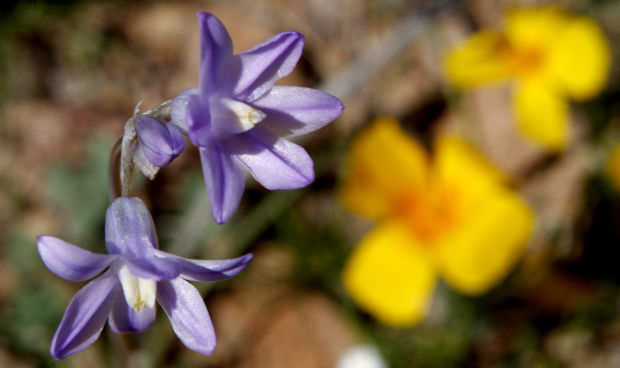 Southwest wildflowers